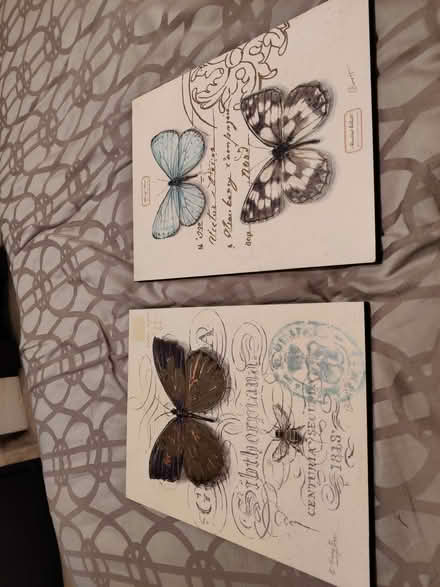 Photo of free Butterfly Wall Art (Dartford DA1) #1