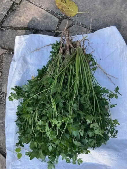 Photo of free parsley (near Gage Pk, Hamilton) #1