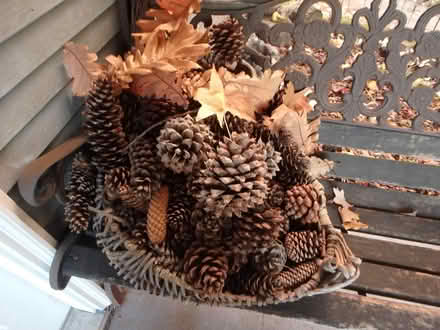 Photo of free Pinecones of all sizes (Interbay/Queen Anne) #1