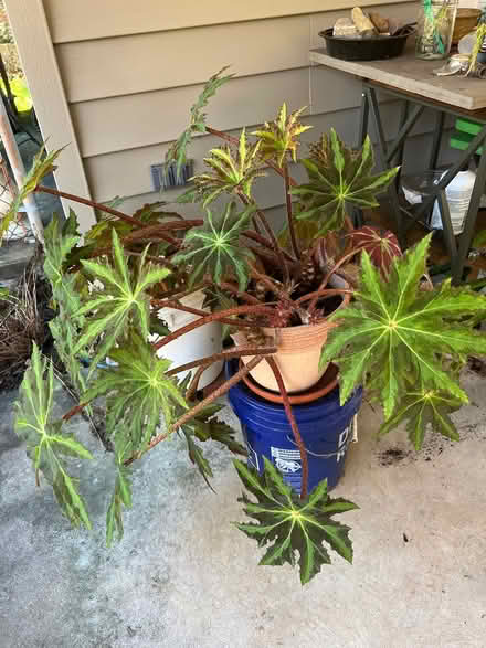 Photo of free Begonia plant and Aloe plant (North side Bethlehem) #1