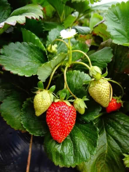 Photo of free Strawberry runners (Cefnsuran Farm LD7) #1