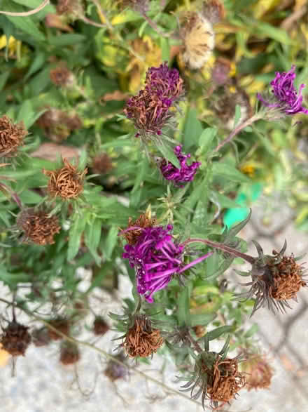 Photo of free Tall Fall Asters (Somerset/Bayswater) #1