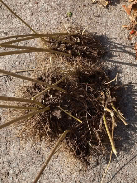 Photo of free Tall Fall Asters (Somerset/Bayswater) #2