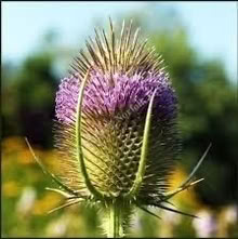 Photo of free Teasel plants (South Brent) #2