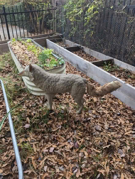 Photo of free Plastic coyote (Sandy Springs) #1