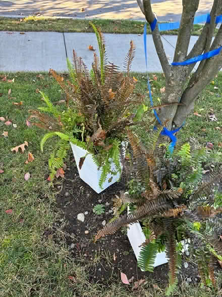 Photo of free Plants (Newton center) #1