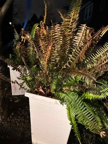 Photo of free Plants (Newton center) #2