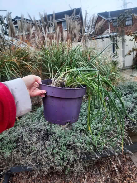 Photo of free Chive plants (Moxley DY4) #2