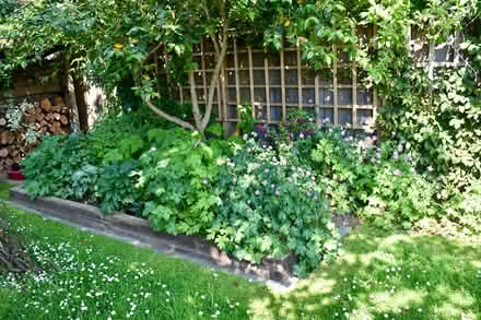 Photo of free Pink hardy geraniums (Hatfield AL10) #3