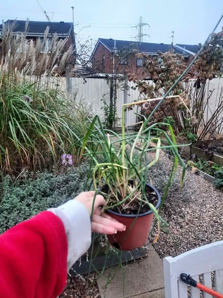 Photo of free Chive plants (Moxley DY4) #1