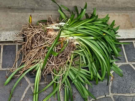 Photo of free Agapanthus Plants (Strathfield) #1