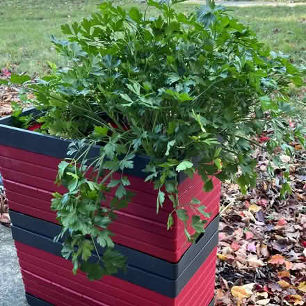 Photo of free Parsley (Jefferson Avenue Downers Grove) #1