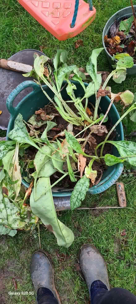 Photo of free Pulmonaria / lungwort / soldiers and sailors plants (Northfield B31) #1