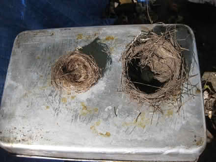 Photo of free Bird nests (2) (Pittsford) #1