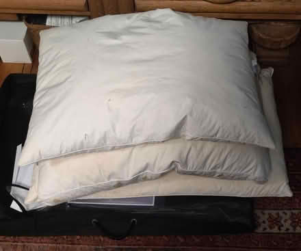 Photo of free 3 x feather pillows (Nottingham NG7) #1