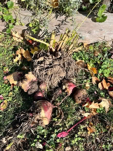 Photo of free Yellow Dahlia bulbs and huge beets (Roxbury) #1