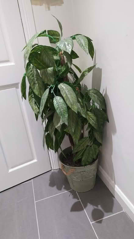 Photo of free Fake Plant (Ballyskeagh BT17) #1