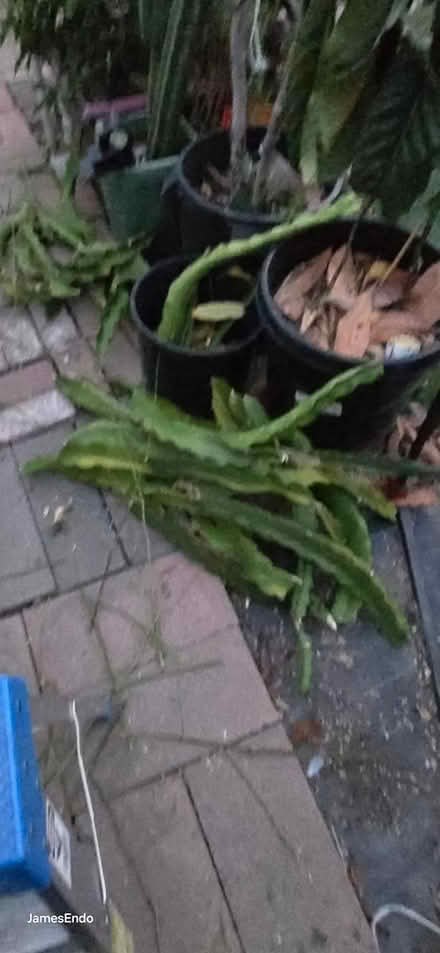 Photo of free Dragon Fruit Cuttings (San Jose CA) #1