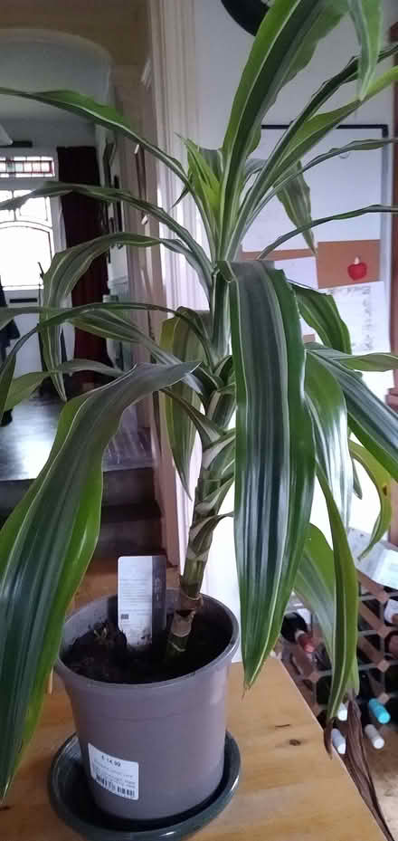 Photo of free House Plant (Rodborough GL5) #1