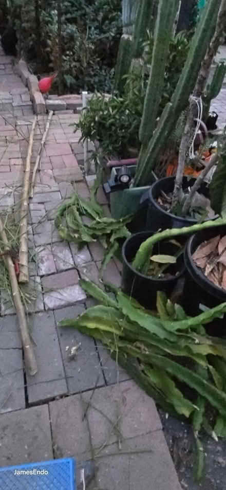 Photo of free Dragon Fruit Cuttings (San Jose CA) #2