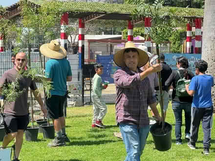 Photo of free Shade Trees (5-gal.containers) (Lewis Library, Fontana, CA) #3