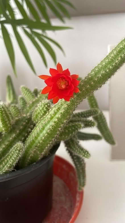 Photo of free Wandering Cactus (Springfield CM1) #3