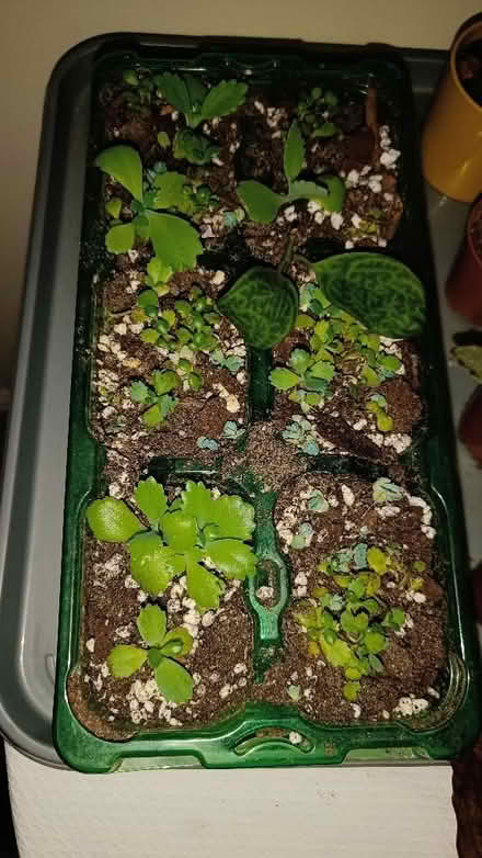 Photo of free Baby Kalanchoe (mother of thousands) (Littlemore OX4) #1