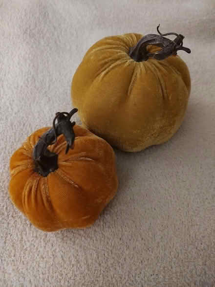 Photo of free Velour pumpkins (Odenton) #1