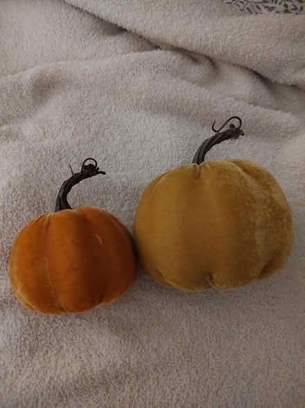 Photo of free Velour pumpkins (Odenton) #2