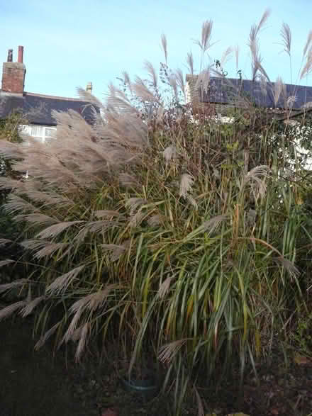 Photo of free Flower arrangers – ornamental grass (SG17 (Shefford)) #2