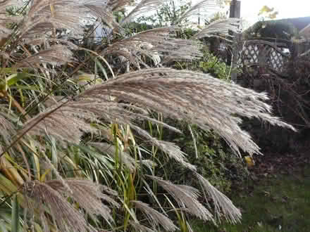 Photo of free Flower arrangers – ornamental grass (SG17 (Shefford)) #3