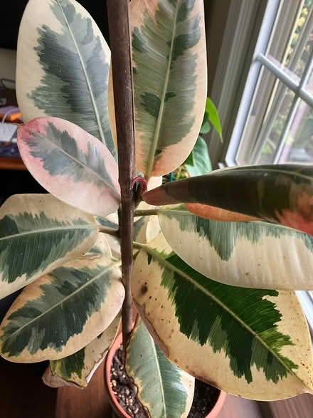 Photo of free Rubber plant (Oak Brook) #2