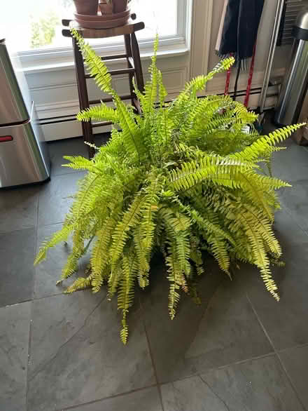 Photo of free Boston Ferns need indoor home (Kingston, NY) #1