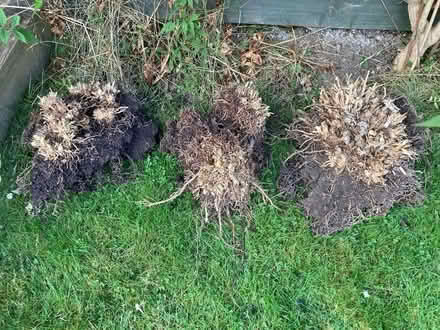 Photo of free Hostas (Haddington) #1