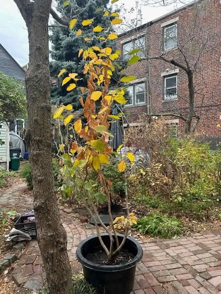 Photo of free Witch Hazel Tree (Cambridgeport) #1