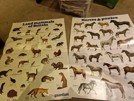 Photo of free A2 Animal posters (South Croydon) #1