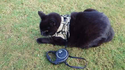 Photo of free Cat or Dog harness (Tarbrax EH55) #1