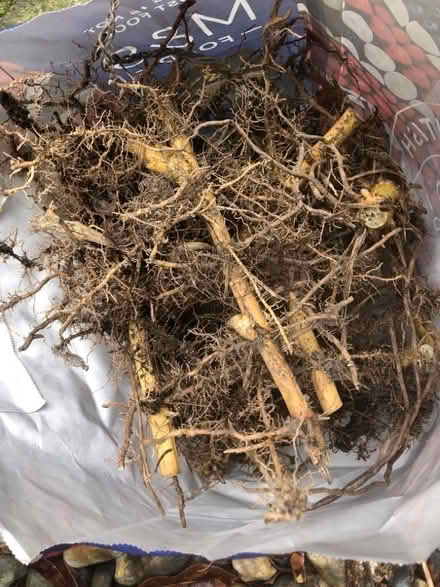 Photo of free Yellow bamboo roots (South Malling BN7) #1