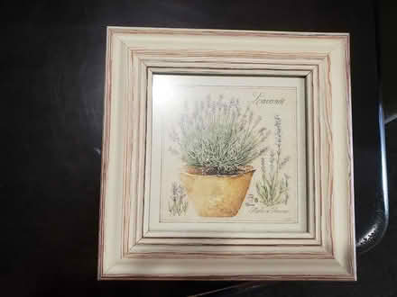 Photo of free Print and Picture Lavender Plant (Gloucester) #1