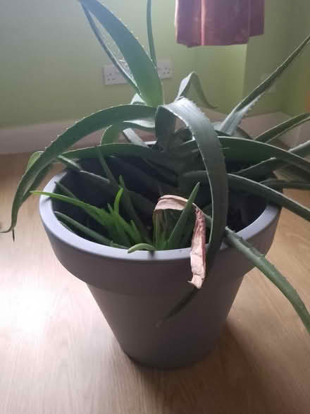 Photo of free Granny aloe vera (Maryhill G20) #1