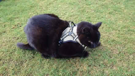 Photo of free Cat or Dog harness (Tarbrax EH55) #2