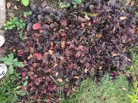 Photo of free Ajuga and Muscari plants (Colchester CO4) #1