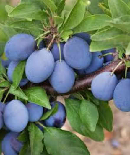 Photo of Italian plum tree shoot (Mississauga Ontario Canada) #1