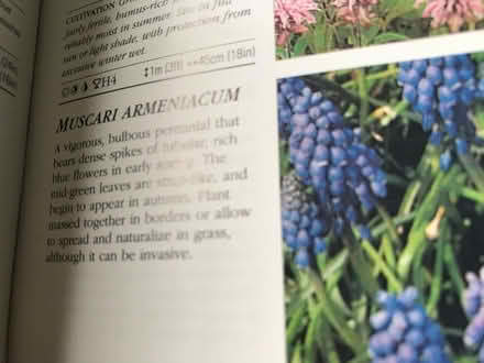 Photo of free Ajuga and Muscari plants (Colchester CO4) #3