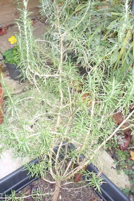 Photo of free Rosemary plant (Far Bletchley MK3) #1