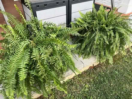 Photo of free Boston fern baskets (Finksburg - Carroll County) #1