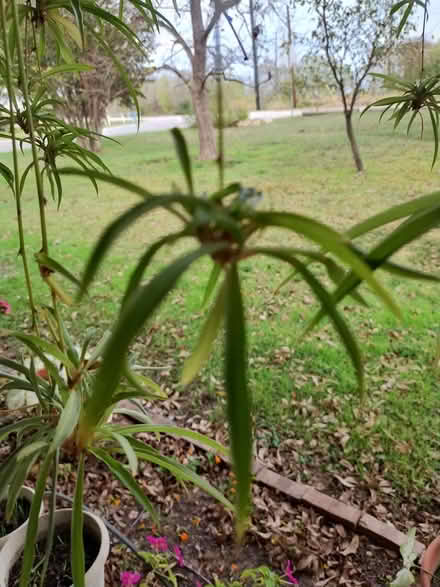 Photo of free Airplane plant starters (South Denton) #1