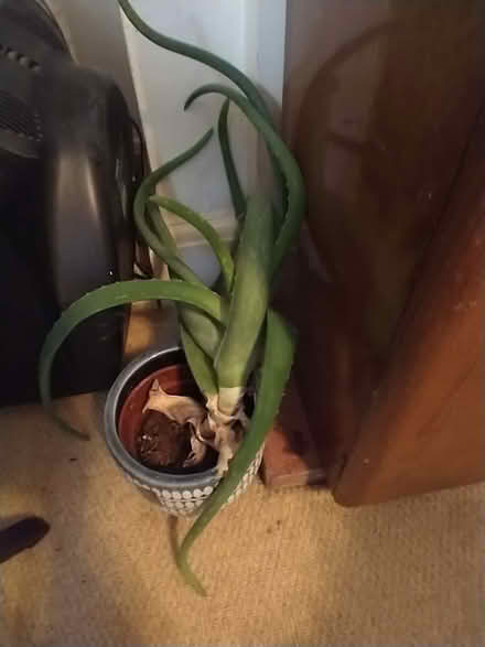 Photo of free Aloe Vera Plant (Lakenham NR1) #1