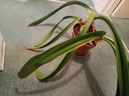 Photo of free Amaryllis houseplant (Pebsham TN40) #1