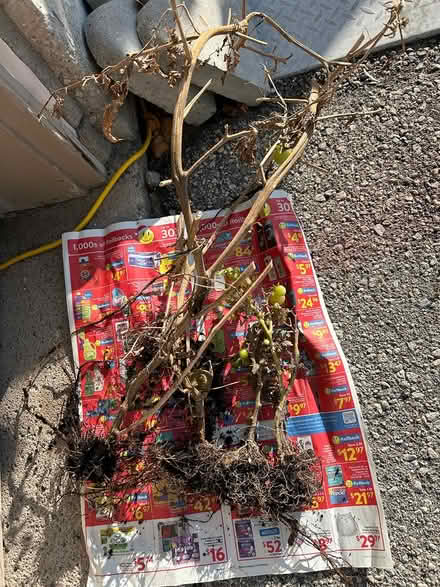 Photo of free Plum & grape tomato plants (L5L 5P5) #1